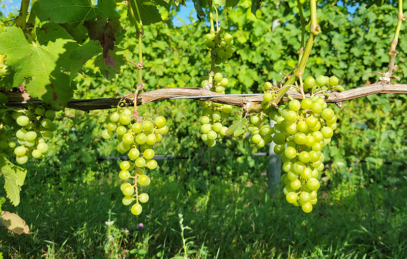 Michigan grape berries at 9&ndash;10 mm, still firm and green, with clusters beginning to tighten.